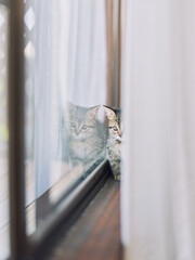 Kitten looking at reflection in window light