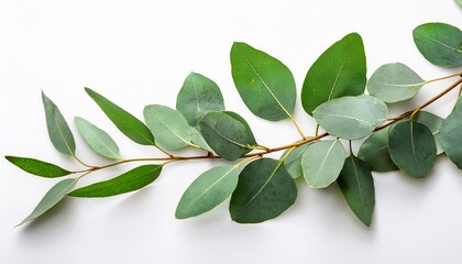 Obraz premium fresh green eucalyptus branches isolated on a white background