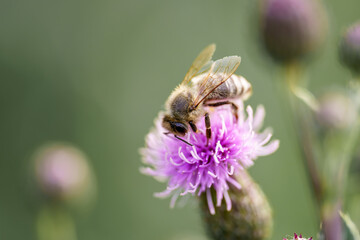 Honeybee enjoying a sweet afternoon treat on the pretty purple flower in the Meadow on a Sunny Summer day
