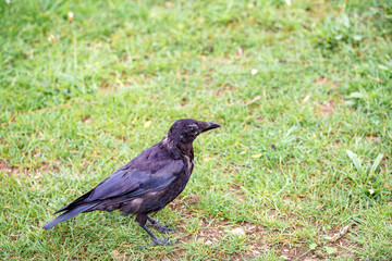 Crow perches on grass in the middle of the day in Golden Gate Park, San Francisco
