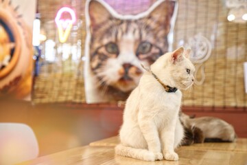 A portrait of a beautiful white cat with pale green eyes and a collar, looking intently at the camera in a cozy indoor setting.