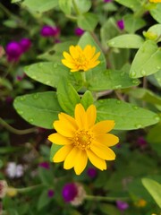 yellow flower