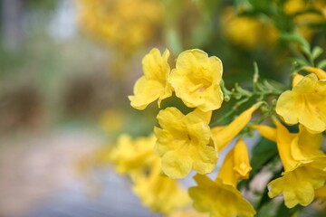 yellow flowers in the garden