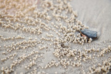 ants on the beach