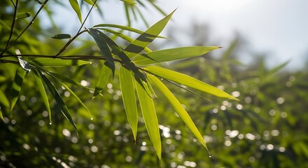 Fototapeta premium Lush Green Bamboo Leaves Glistening in Bright Sunlight.
