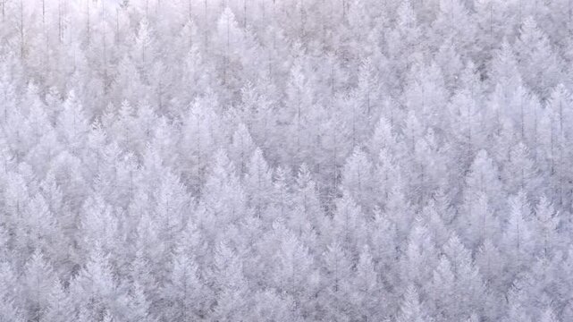 冬の高原　粉雪　吹雪