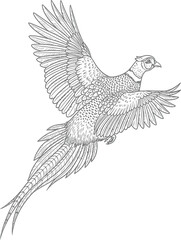 Detailed line drawing of a pheasant in flight isolated on white background