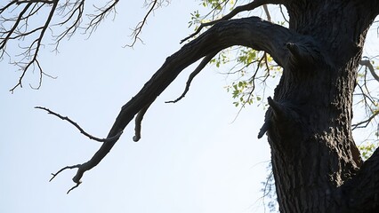 oligarchy. A broken tree branch hanging precariously from a tree, swaying in gentle wind under natural daylight. ESG reports.