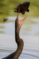 DIVING BLACK DUCK IN LAKE CATCHING FISH