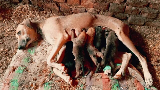 Mother dog nursing her puppies in a rustic setting showing maternal care and the natural bond between a parent and their offspring in a warm light