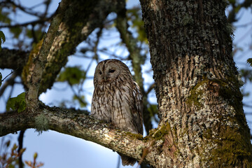 tawny owl sits on a mossy branch