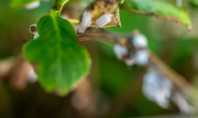 Wolll&auml;use-Befall