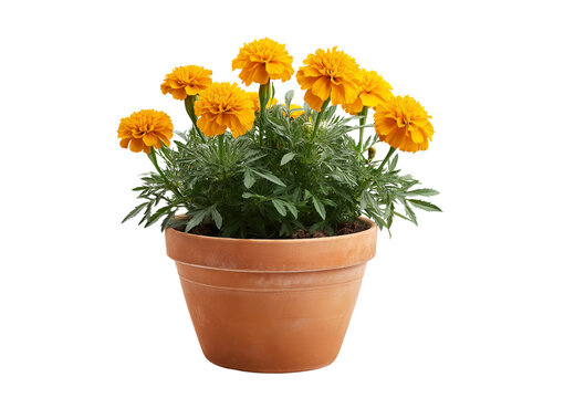 Orange Marigold Flowers in Terracotta Pot isolated on a transparent background