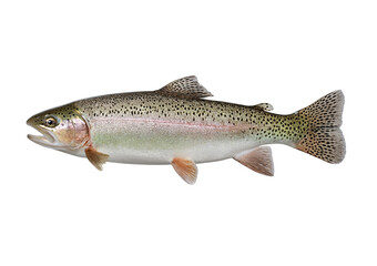 Obraz premium Rainbow Trout Fish isolated on a transparent background 2