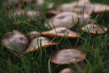 mushroom in the grass