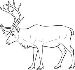 Detailed line drawing of a majestic reindeer with large antlers isolated on white background