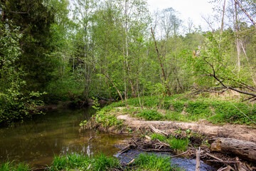 Serene woodland stream winding through a vibrant, untamed forest. Lush green foliage frames the tranquil waters, hinting at nature's hidden beauty