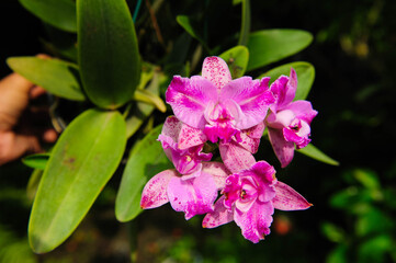 Obraz premium Delicate orchid petals unfolding gracefully under natural light, glowing with freshness and life.
