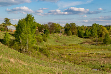 Fototapeta premium Vibrant spring birches stand tall on rolling green hills, bathed in golden light, evoking a fresh, serene rural awakening