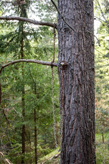 Old pine tree trunk entangled with rusty chains in a dense forest. A forgotten relic of human presence, slowly claimed by wild nature, evoking solitude and mystery