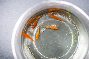 赤いメダカ_楊貴妃