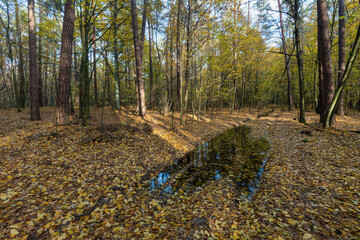 Golden autumn forest with a stream full of leaves