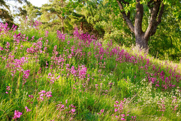 Sun-kissed pink wildflowers cascade down a verdant hillside, painting a lively, blissful scene of nature's vibrant embrace. A delightful, unspoiled summer spectacle