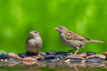 Bird - two juvenile House sparrow Passer domesticus sitting on the stones summer time Poland Europe	
