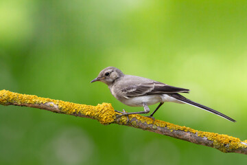 Bird juvenile White wagtail Motacilla alba small bird with long tail on light blurred background, Poland Europe