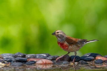 Bird Common Linnet Carduelis cannabina male, bird is bathing, summer time Poland, Europe green background