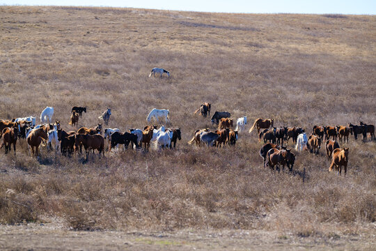 A tranquil scene of horses grazing across a wide, dry grassland with distant hills of Dedoplistskaro, Georgia