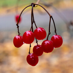 Drops of water on viburnum berries.
This is either morning dew or the remnants of rain.
