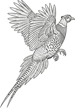 Detailed line drawing of a pheasant in flight isolated on white background