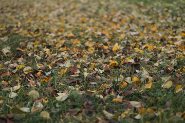 autumn leaves on the ground