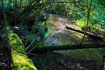 Fototapeta premium Moss-covered fallen log spans a tranquil forest stream, bathed in dappled evening sun. A serene woodland scene, whispering nature's secrets