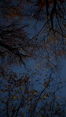 Obraz premium Night sky view through autumn trees with glowing stars and branches silhouetted against the deep blue, capturing the calm and wonder of a quiet forest evening.