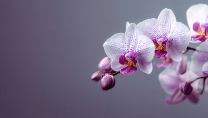 Delicate white orchid flowers with pink speckles on a muted background