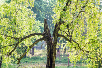 Sun-drenched, fresh green leaves on an old, rugged tree dominate the scene. A striking contrast between a lively birch branch and a gnarled, split trunk