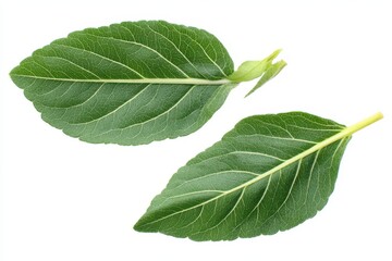 Fresh Ashwagandha Foliage: Young Edible Leaves of Withania Somnifera Isolated on Clean Background