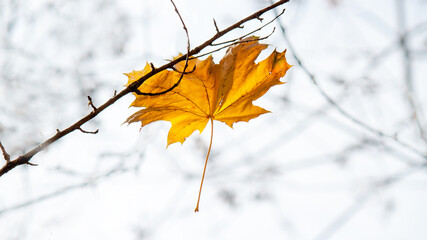 autumn leaves on the ground