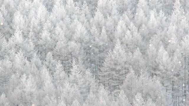 冬の高原　粉雪　吹雪