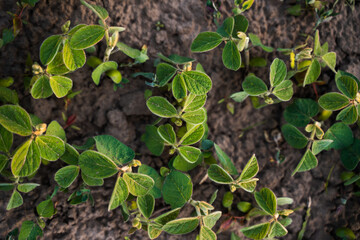 Top view of young soybean plants growing in fertile soil on sunny day
