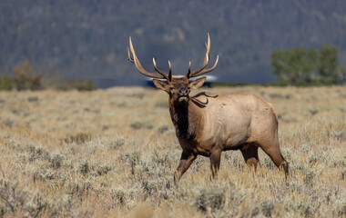 Bull Elk During the Rut in Grand Teton National Park Wyoming in Autumn
