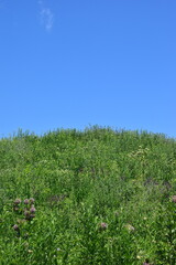 green grass and blue sky