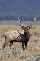 Bull Elk During the Rut in Grand Teton National Park Wyoming in Autumn