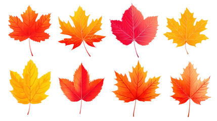Obraz premium PNG autumn leaves isolated on white background, vibrant fall foliage cutout, product photo, maple and other leaf types, clean studio background, seasonal mockup, object isolated
