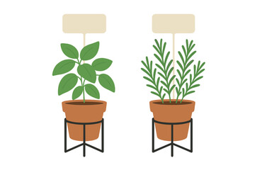 Fresh basil and rosemary herbs growing in terracotta pots with blank labels