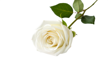 A single white rose, symbolizing purity and new beginnings, rests delicately on a clean white background, evoking elegance and tranquility in its pristine beauty