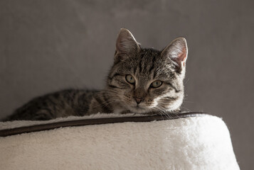 Szary kot w kocim łóżeczku © kubikactive