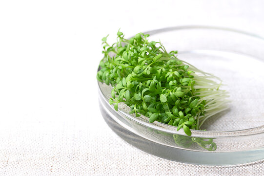 Fresh garden cress, sprouts in flat glass bowl on linen, close-up front view. Also called cress, pepperwort, or peppergrass. Green seedlings and young plants of Lepidium sativum, a healthy microgreen.